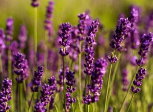 Lavanda/Freepik / Lavanda/Freepik