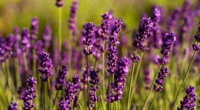 Lavanda/Freepik / Lavanda/Freepik