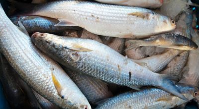 peixe para ter boa sorte/freepik / peixe para ter boa sorte/freepik